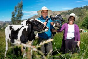 CAJAMARCA, PRIMER PRODUCTOR DE LECHE DEL PERÚ, DUPLICA SU RENDIMIENTO LÁCTEO GRACIAS A LA INNOVACIÓN Y CAPACITACIÓN DE NEWMONT FONCREAGRO – RCR Peru