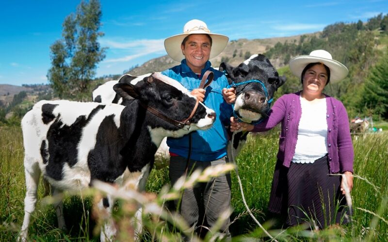 CAJAMARCA, PRIMER PRODUCTOR DE LECHE DEL PERÚ, DUPLICA SU RENDIMIENTO LÁCTEO GRACIAS A LA INNOVACIÓN Y CAPACITACIÓN DE NEWMONT FONCREAGRO – RCR Peru