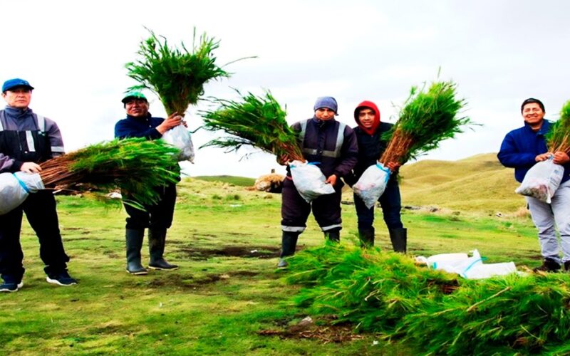NEWMONT FONCREAGRO TRABAJA CON PROGRAMA BOSQUES PRODUCTIVOS SOSTENIBLES (BPS) PARA PROMOVER MERCADO FORESTAL EN CAJAMARCA – RCR Peru