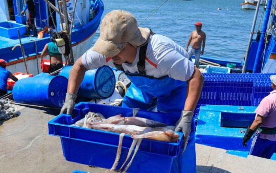 DESEMBARQUES DE POTA CRECEN EN 245% Y SE INTENSIFICA EL CONTROL SATELITAL A BARCOS EXTRANJEROS – RCR Peru