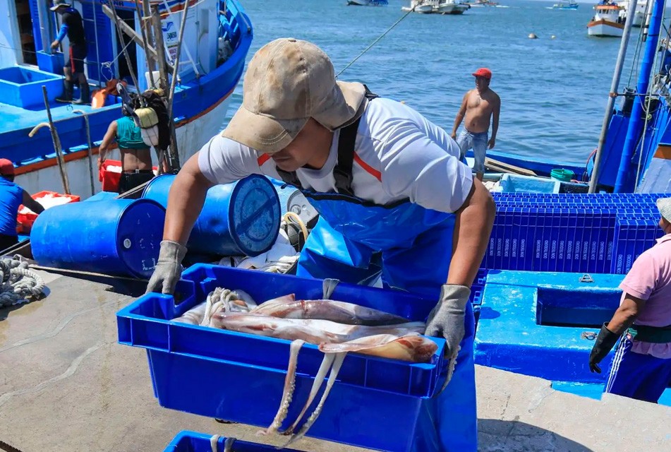 DESEMBARQUES DE POTA CRECEN EN 245% Y SE INTENSIFICA EL CONTROL SATELITAL A BARCOS EXTRANJEROS – RCR Peru