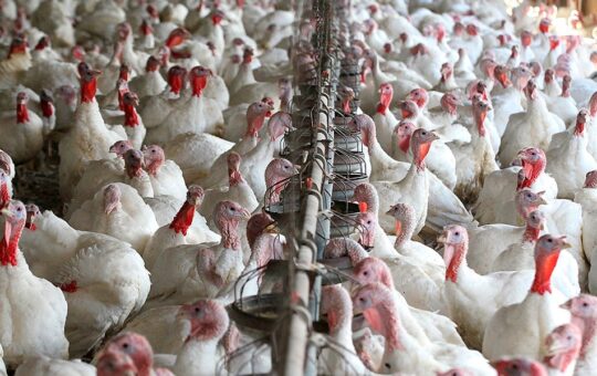 EXPORTACIÓN DE CARNE DE PAVO VA A SUPERAR CIFRA DE $2 MILLONES 196 MIL EN EL 2025 – RCR Peru