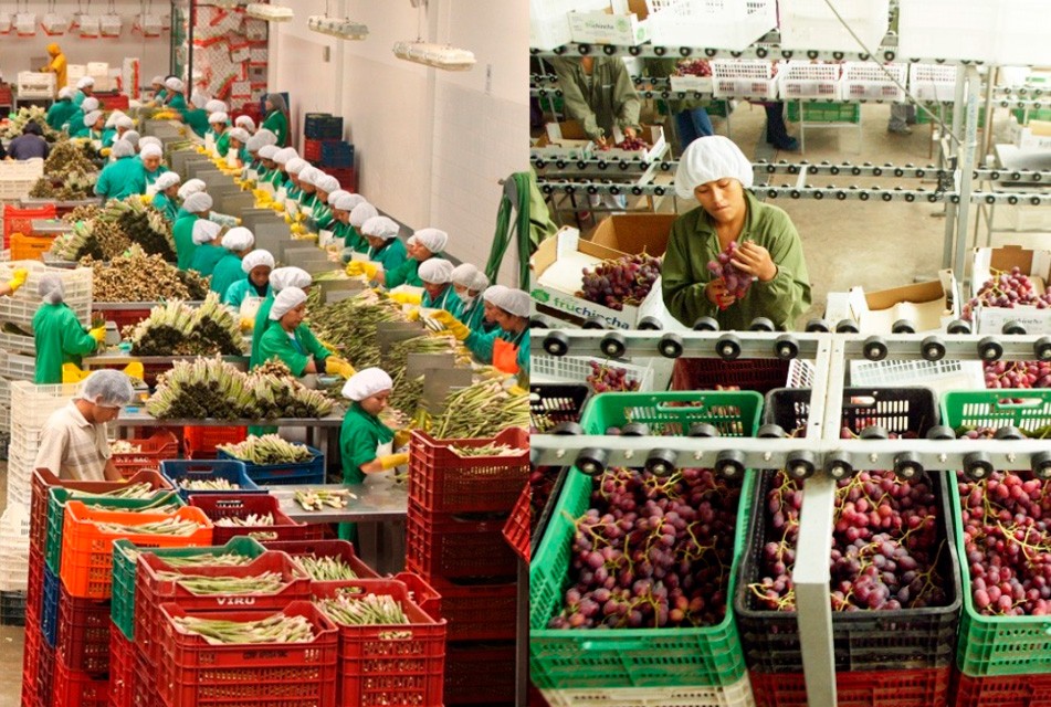 EN EL 2025 LAS AGROEXPORTACIONES SE INCREMENTARON A 15 MIL MILLONES DE DÓLARES – RCR Peru