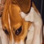 Policía y organizaciones llaman a evitar pirotecnia en Navidad