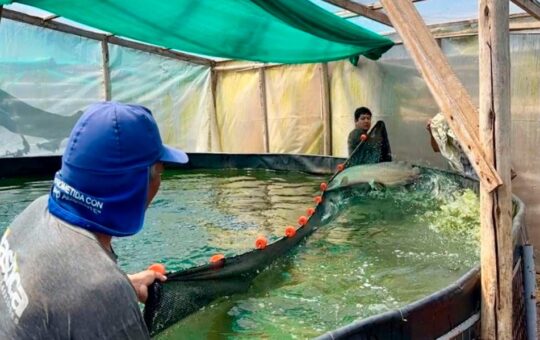 ACUICULTORES DE LAMBAYEQUE LOGRAN PRIMERA PRODUCCIÓN DE PAICHE CON TECNOLOGÍA SIMBIÓTICA – RCR Peru