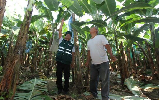 ARGENTINA ABRE SU MERCADO AL BANANO PERUANO Y SE CONVIERTE EN EL PRIMER DESTINO DEL 2026 – RCR Peru