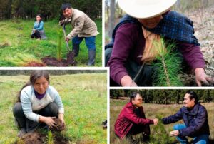INICIATIVA HUELLA VERDE TIENE META DE PLANTAR DOS MILLONES Y MEDIO DE ÁRBOLES AL 2026 – RCR Peru