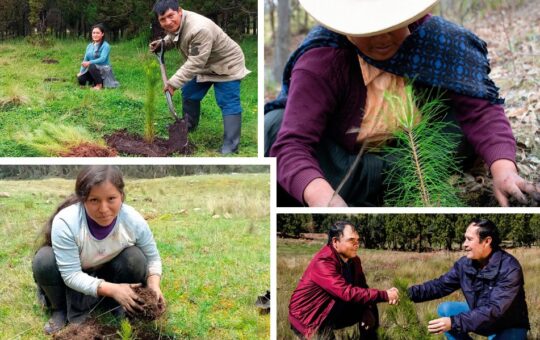 INICIATIVA HUELLA VERDE TIENE META DE PLANTAR DOS MILLONES Y MEDIO DE ÁRBOLES AL 2026 – RCR Peru