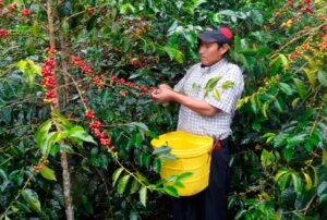 ESPECIALISTAS INTERNACIONALES Y GREMIOS ANALIZARÁN TENDENCIAS DE LAS AGROEXPORTACIONES – RCR Peru