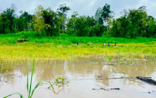 LLUVIAS FAVORECEN CULTIVOS EN LA AMAZONÍA, PERO HAY QUE ESTAR ATENTOS ANTE INUNDACIONES – RCR Peru