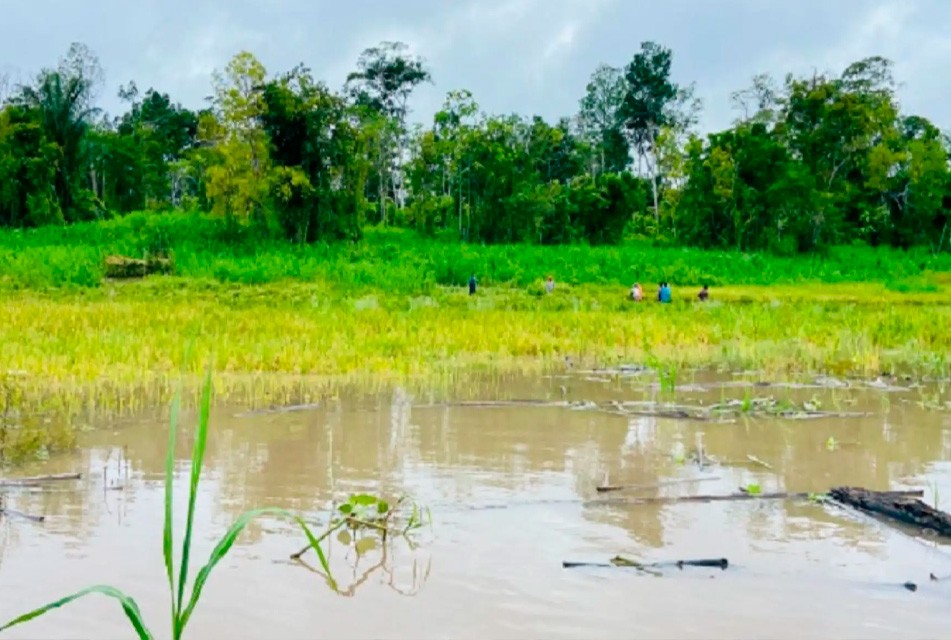 LLUVIAS FAVORECEN CULTIVOS EN LA AMAZONÍA, PERO HAY QUE ESTAR ATENTOS ANTE INUNDACIONES – RCR Peru