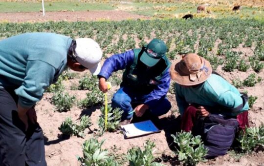INIA REFUERZA PREVENCIÓN ANTE PRESENCIA DE «RANCHA» Y EXCESO DE HUMEDAD – RCR Peru