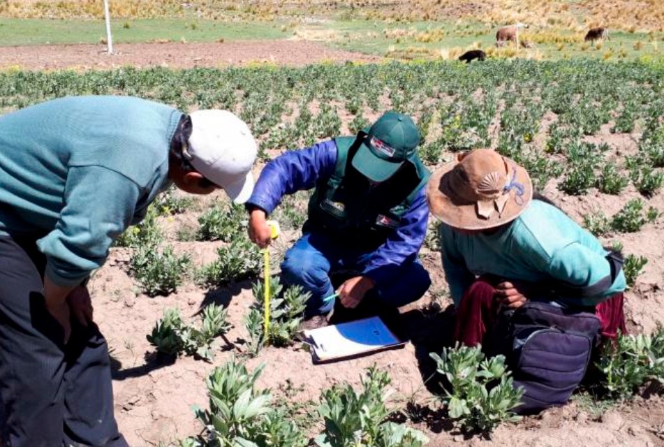 INIA REFUERZA PREVENCIÓN ANTE PRESENCIA DE «RANCHA» Y EXCESO DE HUMEDAD – RCR Peru