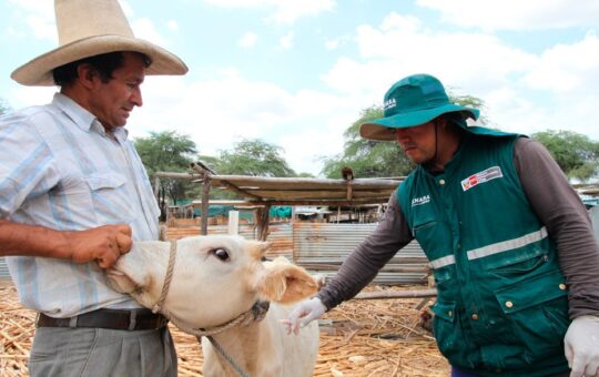 SENASA OFICIALIZA CAMPAÑAS NACIONALES DE VACUNACIÓN PARA PROTEGER AL GANADO EN 2026 – RCR Peru