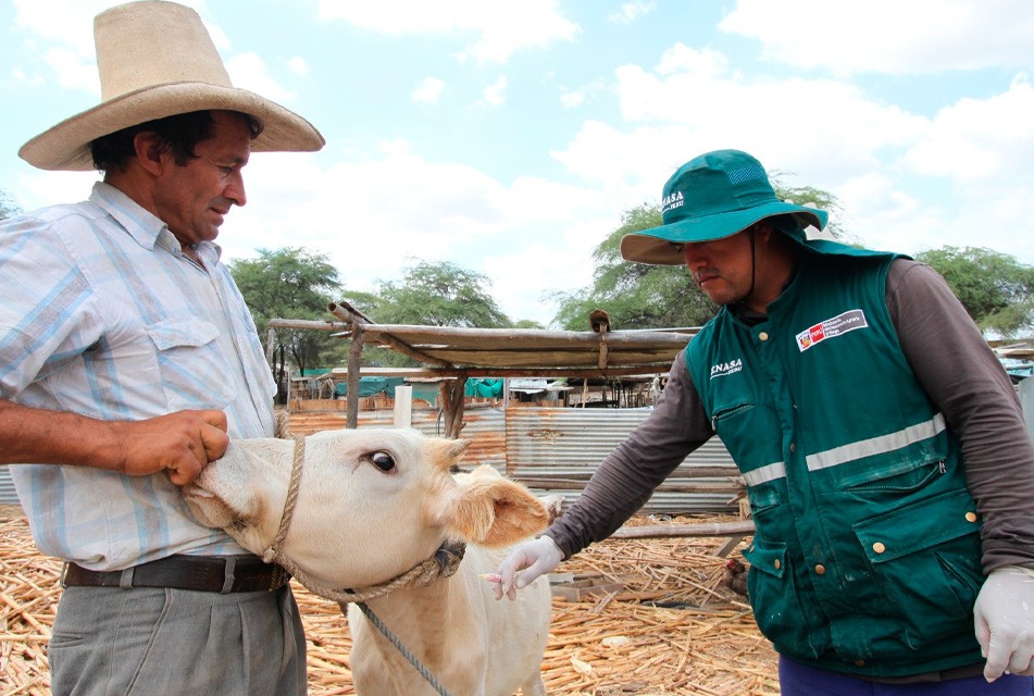 SENASA OFICIALIZA CAMPAÑAS NACIONALES DE VACUNACIÓN PARA PROTEGER AL GANADO EN 2026 – RCR Peru