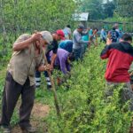 IIAP FORTALECIÓ LA AGROFORESTERÍA FAMILIAR EN LORETO Y UCAYALI Y MEJORÓ LOS INGRESOS DE 210 FAMILIAS EN 2025 – RCR Peru