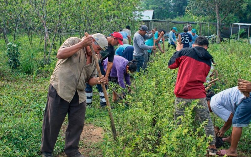 IIAP FORTALECIÓ LA AGROFORESTERÍA FAMILIAR EN LORETO Y UCAYALI Y MEJORÓ LOS INGRESOS DE 210 FAMILIAS EN 2025 – RCR Peru