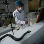 INVESTIGADORES SANMARQUINOS ESTUDIAN EL POTENCIAL DEL VENENO DE SERPIENTES PERUANAS EN LA LUCHA CONTRA EL CÁNCER – RCR Peru