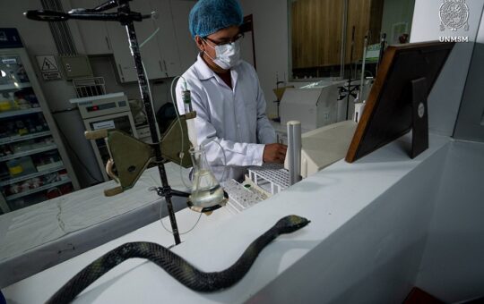 INVESTIGADORES SANMARQUINOS ESTUDIAN EL POTENCIAL DEL VENENO DE SERPIENTES PERUANAS EN LA LUCHA CONTRA EL CÁNCER – RCR Peru