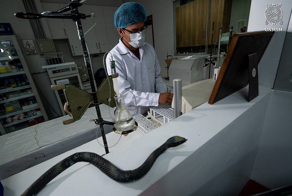 INVESTIGADORES SANMARQUINOS ESTUDIAN EL POTENCIAL DEL VENENO DE SERPIENTES PERUANAS EN LA LUCHA CONTRA EL CÁNCER – RCR Peru