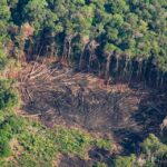 LA AMAZONÍA PIERDE US$ 14 MIL MILLONES AL AÑO POR DEFORESTACIÓN, ADVIERTE ECOLOGISTA DAVID LANDA – RCR Peru
