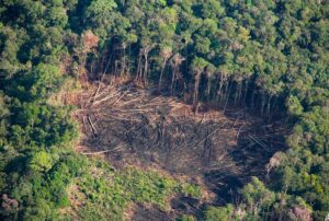 LA AMAZONÍA PIERDE US$ 14 MIL MILLONES AL AÑO POR DEFORESTACIÓN, ADVIERTE ECOLOGISTA DAVID LANDA – RCR Peru