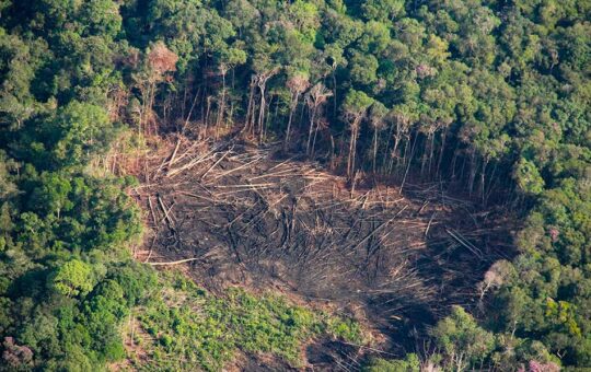 LA AMAZONÍA PIERDE US$ 14 MIL MILLONES AL AÑO POR DEFORESTACIÓN, ADVIERTE ECOLOGISTA DAVID LANDA – RCR Peru