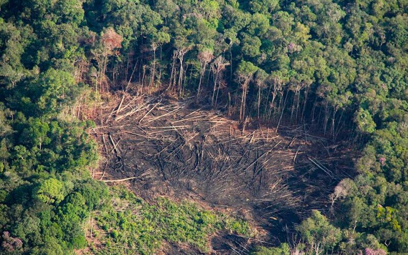 LA AMAZONÍA PIERDE US$ 14 MIL MILLONES AL AÑO POR DEFORESTACIÓN, ADVIERTE ECOLOGISTA DAVID LANDA – RCR Peru