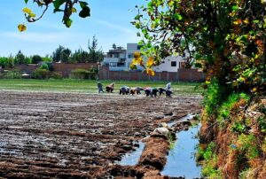 FENÓMENO DE EL NIÑO AFECTA MÁS DE 6 MIL HECTÁREAS DE PRODUCCIÓN AGRARIA EN TODO EL PERÚ – RCR Peru