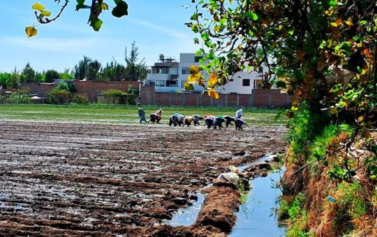 FENÓMENO DE EL NIÑO AFECTA MÁS DE 6 MIL HECTÁREAS DE PRODUCCIÓN AGRARIA EN TODO EL PERÚ – RCR Peru