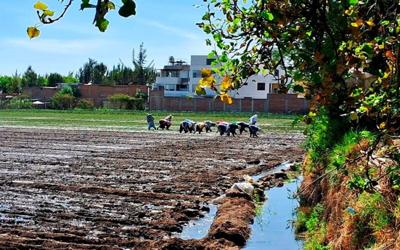 FENÓMENO DE EL NIÑO AFECTA MÁS DE 6 MIL HECTÁREAS DE PRODUCCIÓN AGRARIA EN TODO EL PERÚ – RCR Peru