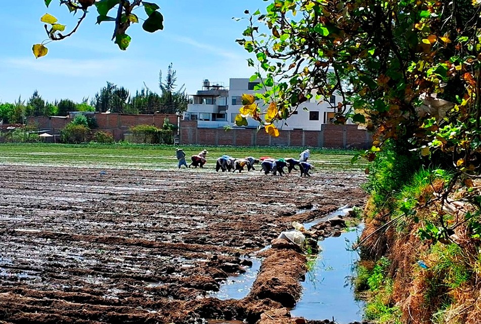 FENÓMENO DE EL NIÑO AFECTA MÁS DE 6 MIL HECTÁREAS DE PRODUCCIÓN AGRARIA EN TODO EL PERÚ – RCR Peru