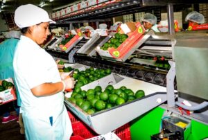 ALZA DE FERTILIZANTES Y RIESGO DE EL NIÑO COSTERO PRESIONAN COMPETITIVIDAD AGROEXPORTADORA – RCR Peru