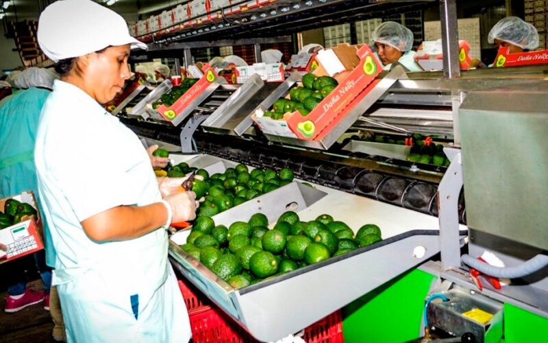 ALZA DE FERTILIZANTES Y RIESGO DE EL NIÑO COSTERO PRESIONAN COMPETITIVIDAD AGROEXPORTADORA – RCR Peru