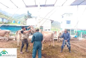 BUENAVENTURA IMPULSA CAMPAÑA DE DOSIFICACIÓN EN LA GRANJA COMUNAL PAMPACOCHA DE LA COMUNIDAD CAMPESINA DE OYÓN – RCR Peru