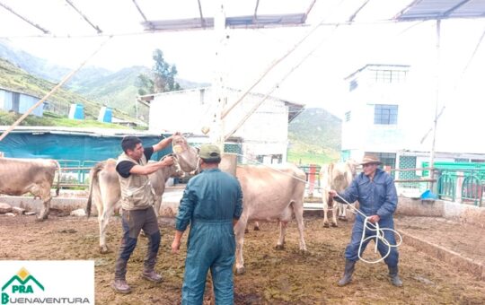 BUENAVENTURA IMPULSA CAMPAÑA DE DOSIFICACIÓN EN LA GRANJA COMUNAL PAMPACOCHA DE LA COMUNIDAD CAMPESINA DE OYÓN – RCR Peru