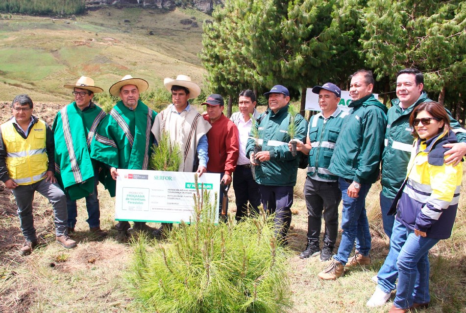 CHAQUIL LIDERA EL INICIO DE LA CAMPAÑA «BOSQUES PRODUCTIVOS» EN CAJAMARCA – RCR Peru