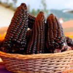 CAJAMARCA CONSOLIDA SU LIDERAZGO ECONÓMICO CON EL IV FESTIVAL DEL MAÍZ MORADO – RCR Peru