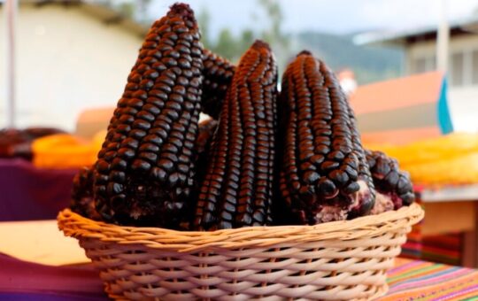 CAJAMARCA CONSOLIDA SU LIDERAZGO ECONÓMICO CON EL IV FESTIVAL DEL MAÍZ MORADO – RCR Peru