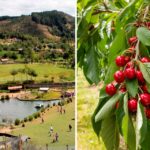 GRANJA PORCÓN DIVERSIFICA SU MATRIZ ENERGÉTICA Y APUESTA POR LA AGROEXPORTACIÓN EN CAJAMARCA – RCR Peru