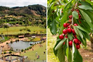 GRANJA PORCÓN DIVERSIFICA SU MATRIZ ENERGÉTICA Y APUESTA POR LA AGROEXPORTACIÓN EN CAJAMARCA – RCR Peru
