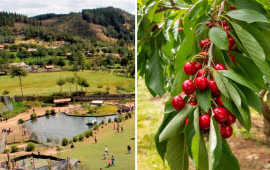GRANJA PORCÓN DIVERSIFICA SU MATRIZ ENERGÉTICA Y APUESTA POR LA AGROEXPORTACIÓN EN CAJAMARCA – RCR Peru