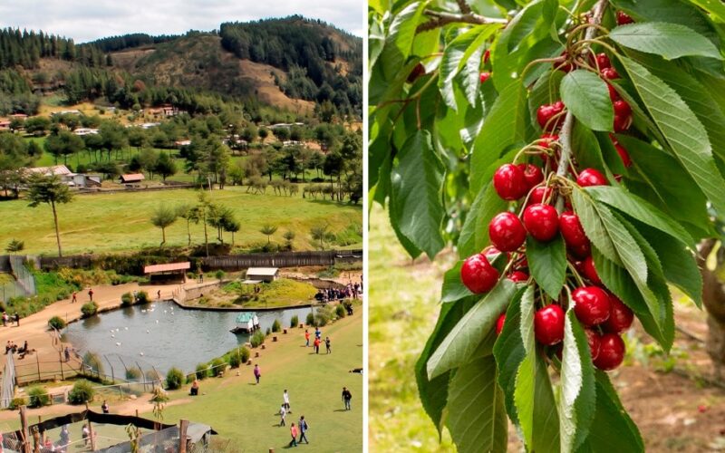 GRANJA PORCÓN DIVERSIFICA SU MATRIZ ENERGÉTICA Y APUESTA POR LA AGROEXPORTACIÓN EN CAJAMARCA – RCR Peru