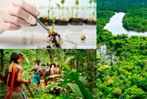 LA AMAZONÍA PERUANA NECESITA EMPRESAS TRANSFORMADORAS, BIOTECNOLÓGICAS Y COMUNITARIAS, SOSTIENE ECOLOGISTA DAVID LANDA – RCR Peru