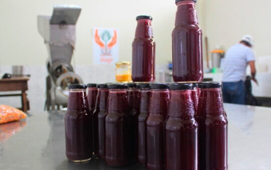 EL MAÍZ MORADO SE ADAPTA A LA AMAZONÍA Y GENERA INGRESOS CON LA “CAMUCHICHA” – RCR Peru