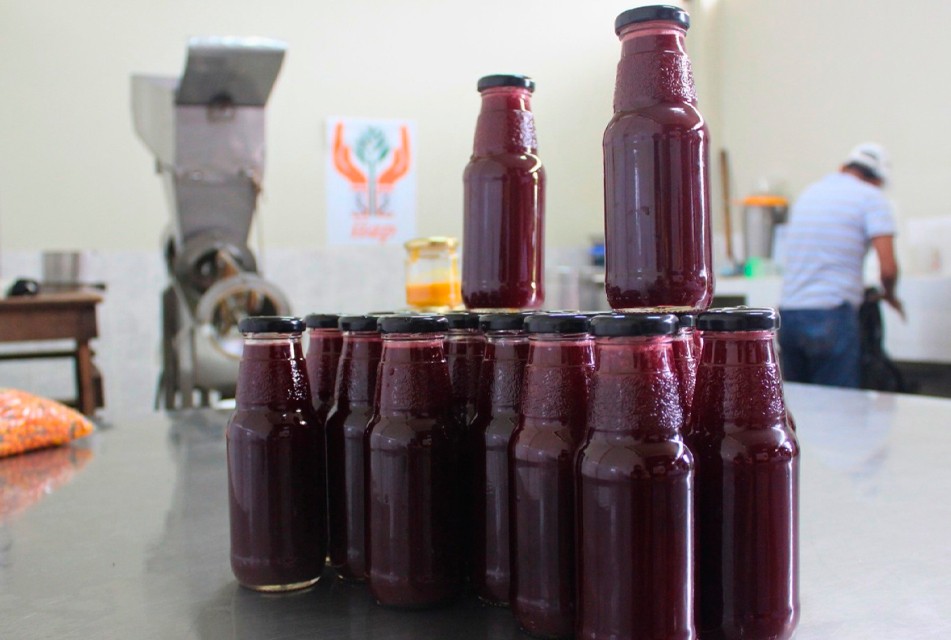 EL MAÍZ MORADO SE ADAPTA A LA AMAZONÍA Y GENERA INGRESOS CON LA “CAMUCHICHA” – RCR Peru