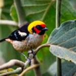 PERÚ TIENE 1,896 ESPECIES DE AVES Y GRAN POTENCIAL PARA IMPULSAR EL ECOTURISMO A NIVEL MUNDIAL, SOSTIENE ECOLOGISTA DAVID LANDA – RCR Peru
