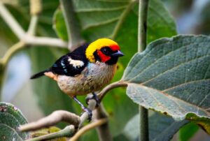 PERÚ TIENE 1,896 ESPECIES DE AVES Y GRAN POTENCIAL PARA IMPULSAR EL ECOTURISMO A NIVEL MUNDIAL, SOSTIENE ECOLOGISTA DAVID LANDA – RCR Peru