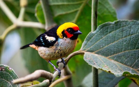 PERÚ TIENE 1,896 ESPECIES DE AVES Y GRAN POTENCIAL PARA IMPULSAR EL ECOTURISMO A NIVEL MUNDIAL, SOSTIENE ECOLOGISTA DAVID LANDA – RCR Peru