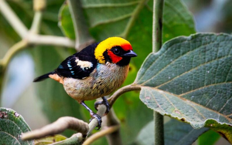 PERÚ TIENE 1,896 ESPECIES DE AVES Y GRAN POTENCIAL PARA IMPULSAR EL ECOTURISMO A NIVEL MUNDIAL, SOSTIENE ECOLOGISTA DAVID LANDA – RCR Peru